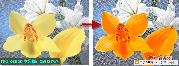 Lab调色案例2：调整花朵的颜色