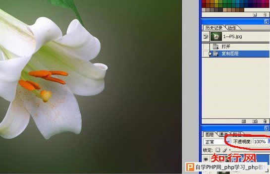 花卉照片处理：简化背景突出主体（图八）