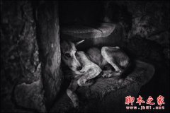 给图片配上合适而出彩的文字的技巧分享_摄影教