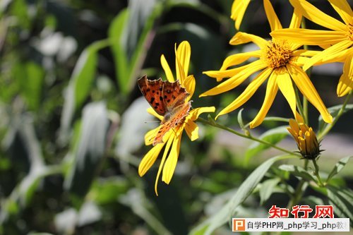 例子图片：butterfly.jpg