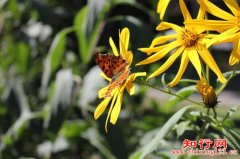 php使用Imagick实现图像直方图教程_自学php网