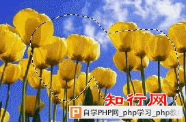 photoshop套索工具怎么用