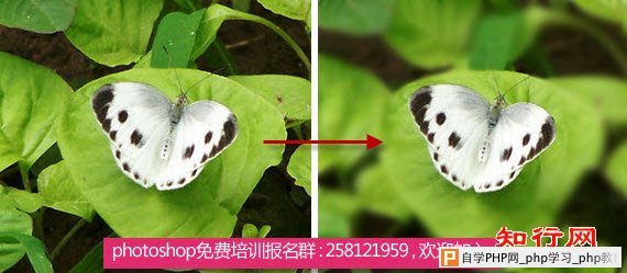 ps中模糊工具怎么用