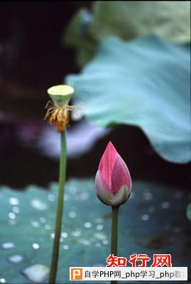 水墨荷花实例1