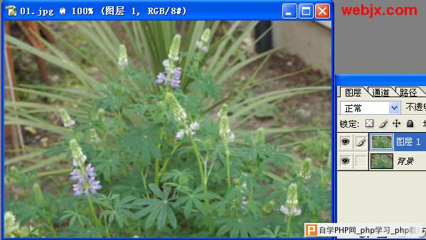 Photoshop让花卉照片更加清晰嫩绿