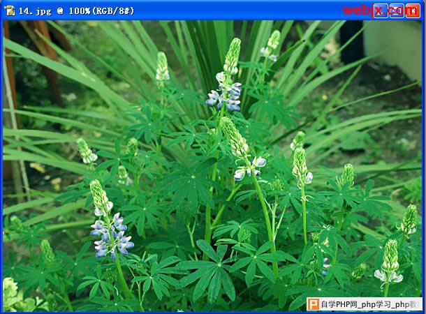 Photoshop让花卉照片更加清晰嫩绿