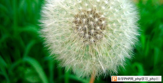 dandelion