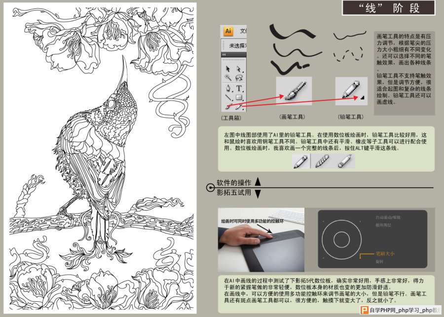 AI结合数位板绘制漂亮翠鸟插画过程 脚本之家 AI实例教程