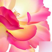 Illustrator网格工具绘制逼真漂亮的花瓣_Illustrato